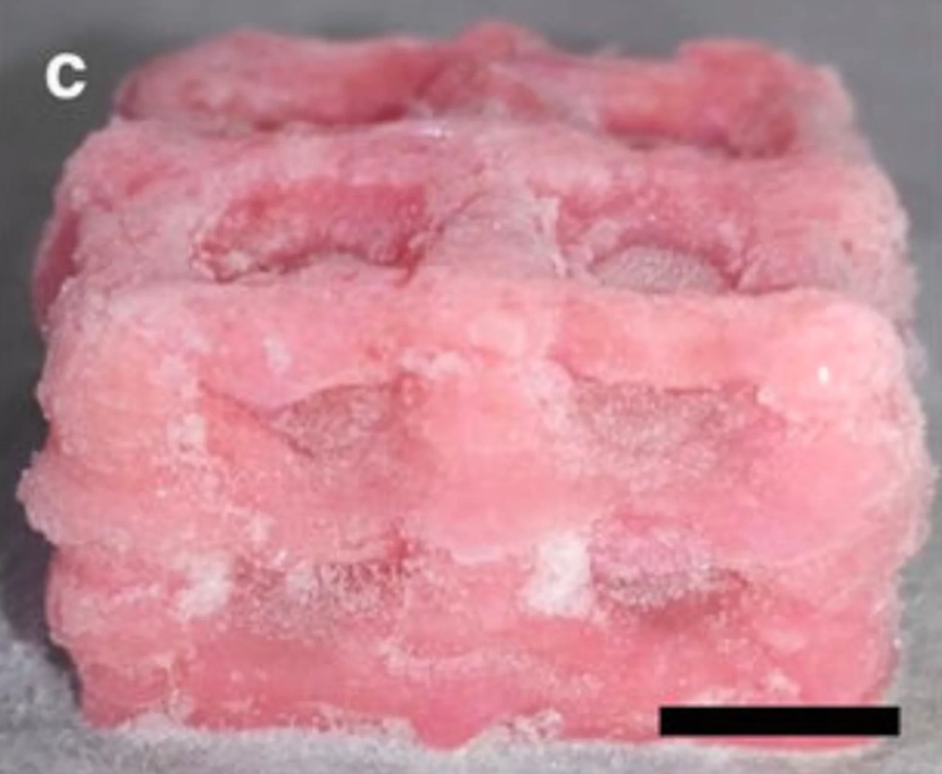 Brain-Like Tissue 3D Printed for the First Time – Tug Of Web